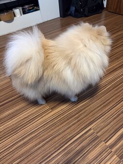 Pomeranian s PP, EU Pas, FCI - 3