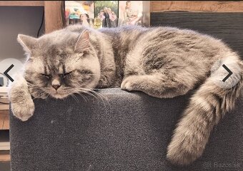 Kocúrik na krytie - 3