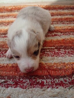 Border kolia,collia - 3