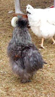 Hodvábnička- kohút - 3