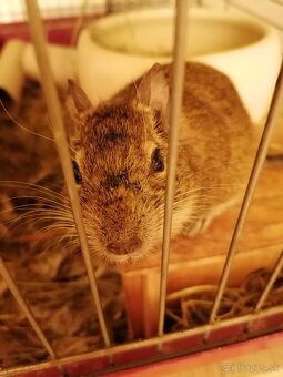 Osmák Degu - 3