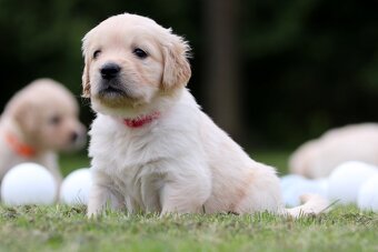 Zlatý retriever/ Golden retriever - 3