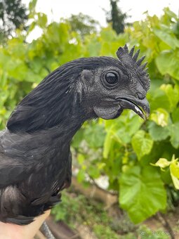 Ayam cemani - 3