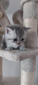 Britská mačka MRAMOR TABBY - 3