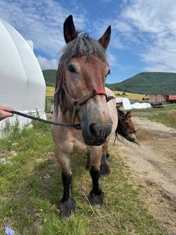 Arden kobyla +zrieba - 3