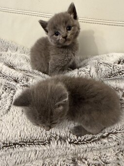 Britské mačiatka - 3