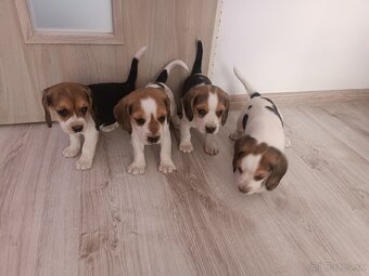 Bígl Beagle Bigel Bigl šteniatka - 3