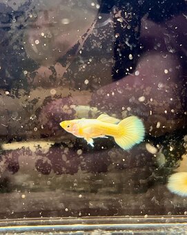 Guppy_čisté formy - 3