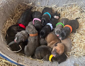 Americký stafordsirsky terier, Stafford, amstaf - 3