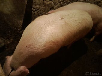 Predam ošipanu . Krmnika - 3