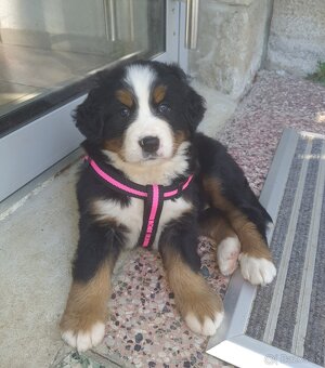 Salašnicky bernsky pes šteniatka - 3