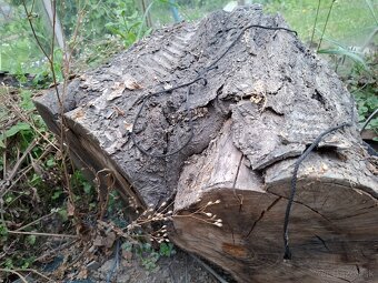 ČEREŠNOVÉ DREVO,NAREZANE NA PLATY KUS/30 EUR - 3