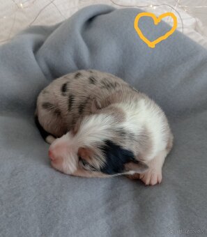 Border kólia s PP - 3