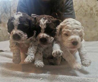 Lagotto Romagnolo steniatko - 3