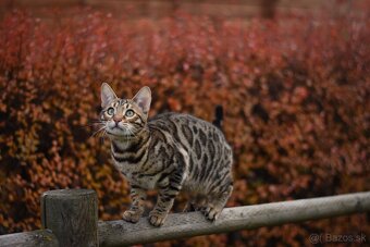 Bengálsky kocúr s PP na krytie - 3