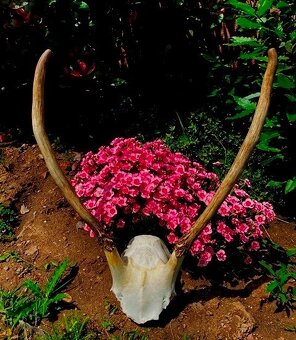 trofej, spicer, srnka - 3