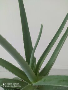 Krásne mohutné Aloe Vera cca 20-25rocne - 3