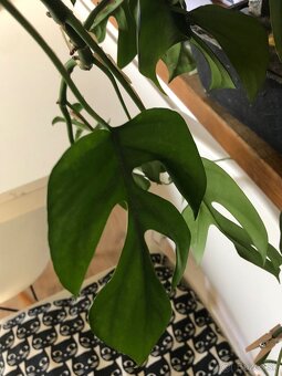 Rhaphidophora tetrasperma (mini monstera) - 3