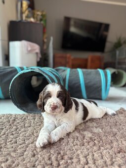 Anglicky Springerspaniel s PP - 3