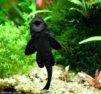 Prísavník L213 (Ancistrus) – vlastný chov - 3