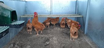 Vlaška Žltá nasadove vajcia - 3