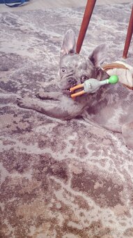 Francúzsky buldoč - 3