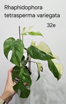 Rhaphidophory - rôzne druhy - 3