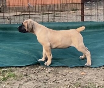 Boerboel štěně FCI pp - 3