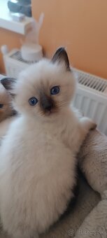 Ragdoll mačiatka, mačka - 3
