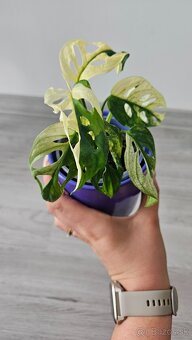 Monstera adansonii veriegata - izbova rastlina - 3