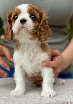 Cavalier king charles španiel s PP - 3