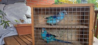 Barnard cc modry - 3