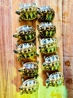 Suchozemská korytnačka - predám - 3