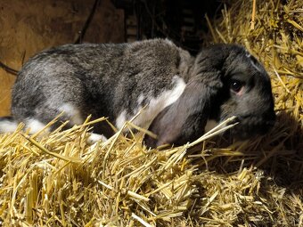 Predám alebo vymením francúzskeho barana samičku - 3