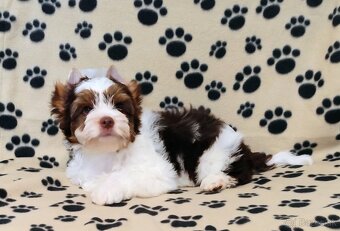 Yorkshire terrier - 3