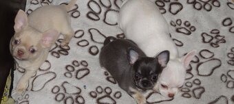 civava krátkosrstá,dlhosrstá. - 3