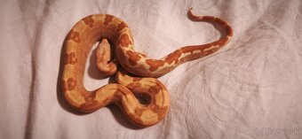 Velhad kralovsky sunglow - 3