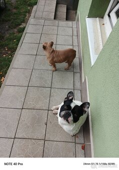 Francúzsky buldoček - 3