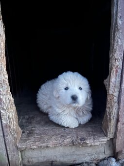 Slovenský čuvač - 3