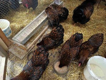 Násadové vajcia - 3