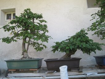 bonsai,bonsaj-hrab 17 - 3