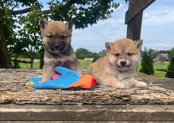 Shiba inu - 3