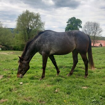 Tříletá klisna Appaloosa - 3