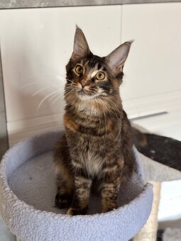 Maine coon / mainská mývalia mačka s pp - 3