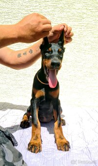 KUPIROVANÉ ŠTENIATKA DOBERMANA S PP FCI - 3