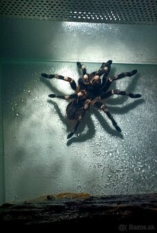 Acanthoscurria geniculata +terarium - 3