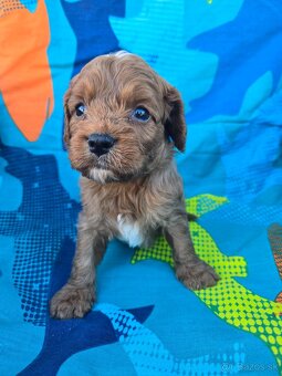 Cavapoo - 3