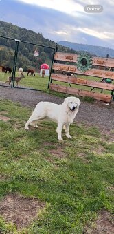 Slovenský čuvač - 3