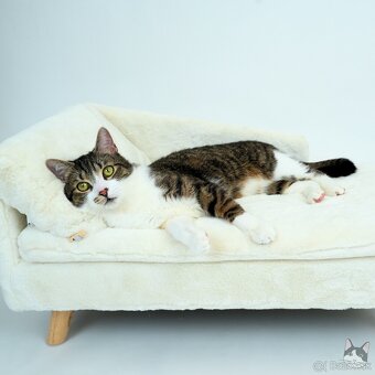 Kocúrik ERVIN hľadá domov - 3