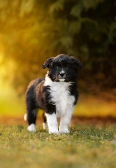 štěňátka BORDER KOLIE S PP - 3